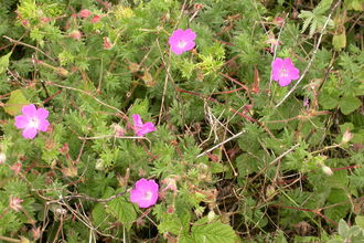 Bloody Crane's-bill