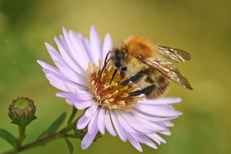 Honey Bee Identification Chart Uk