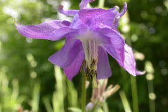 Common Columbine