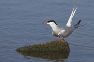 Common Tern