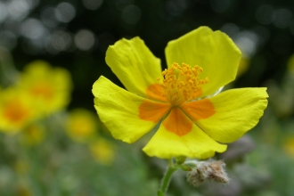 Common Rock-rose