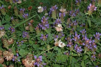 Selfheal