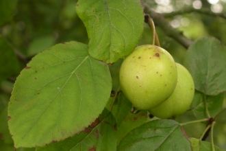 Crab Apple