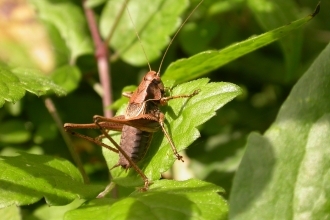 Dark Bush-cricket