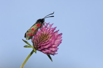 Six-spot Burnet moth