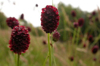 Great Burnet