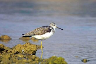 Greenshank