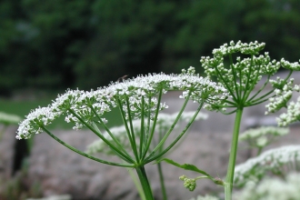 Ground-elder