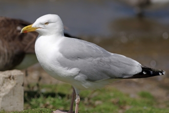 Herring Gull