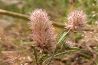 Hare's-foot Clover