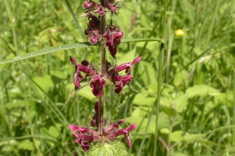 Hedge Woundwort