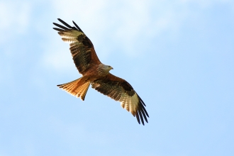 Red kite