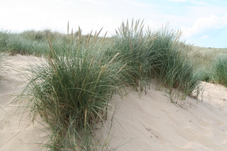 Marram Grass