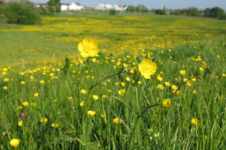 Meadow Buttercup