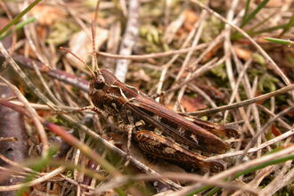 Mottled Grasshopper
