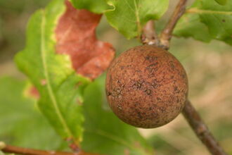 Oak Marble Gall Wasp
