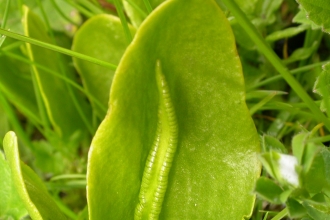 Adder's-tongue Fern