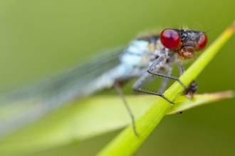 Red-eyed Damselfly