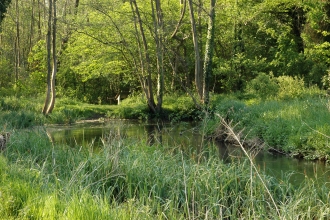 Moor Copse