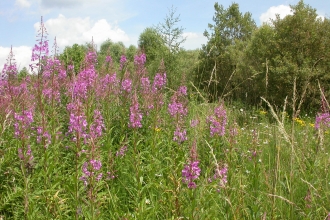 A patch of rosebay willowherb growing in front of a row of shrubby trees, with blue sky above. The willowherb has towers of pink flowers rising from a dense swathe of green leaves