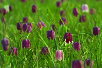 Snakeshead fritillaries by Helen Walsh