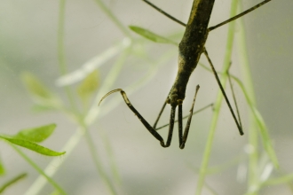 Water Stick Insect