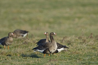 White-fronted Goose