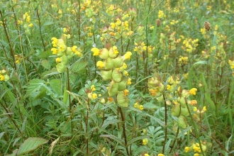 Yellow-rattle