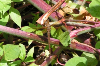 Brown Hawker