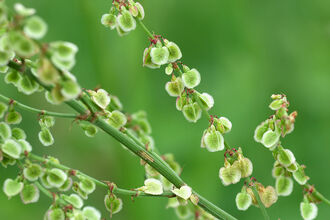 Common Sorrel