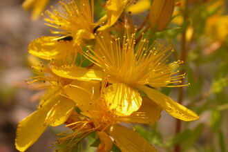 Perforate St John's-wort