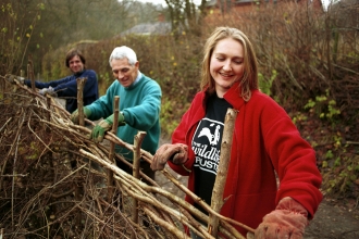 Volunteers hedgelaying