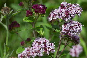 Wild Marjoram