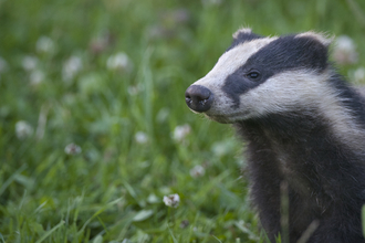 badger