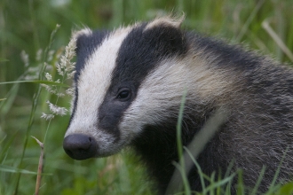 badger