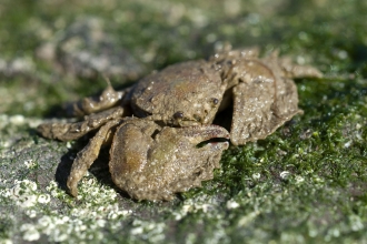 Porcelain crab