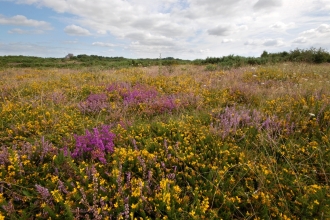 Greenham Common, West Berkshire Living Landscape, by Rob Appleby