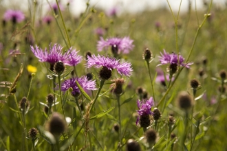 knapweed