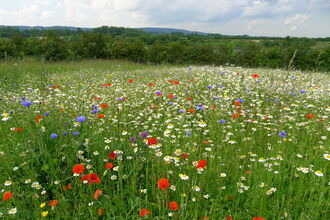 cornfield flowers