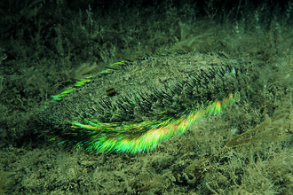 Sea Mouse