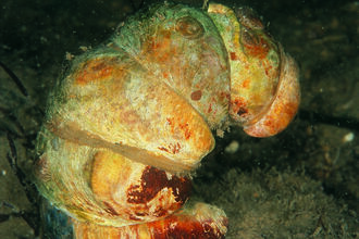 Slipper Limpet