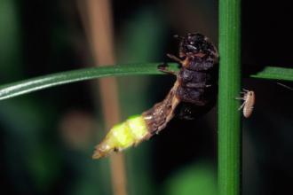 Glow-worm