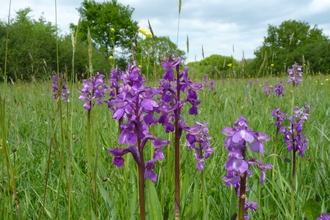 Green-winged orchids