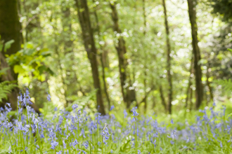 Bluebells 