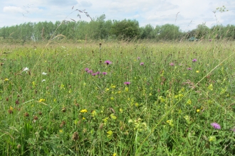 Wildflower meadow