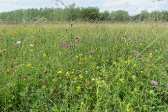 Wild flowers