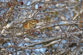 Redwing