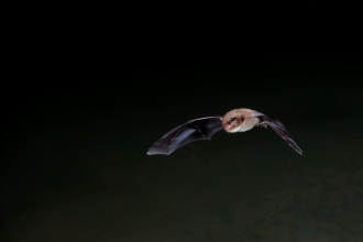 Daubenton's bat 