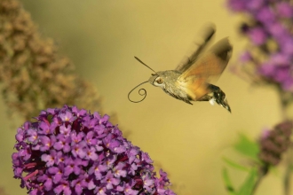 Hummingbird hawkmoth 