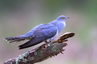 Cuckoo